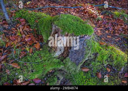 Moncone di albero in autunno foresta, Jachenau, Baviera, Germania Foto Stock