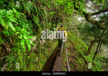 Escursionisti su uno stretto sentiero lungo una levada, in una fitta foresta, Levada do Caldeirao Verde, Parque Florestal das Queimadas, Madeira, Portogallo Foto Stock