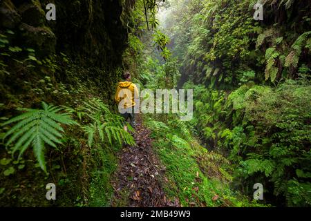 Escursionisti su uno stretto sentiero, in una foresta densamente coltivata con felci, Levada do Caldeirao Verde, Parque Florestal das Queimadas, Madeira, Portogallo Foto Stock