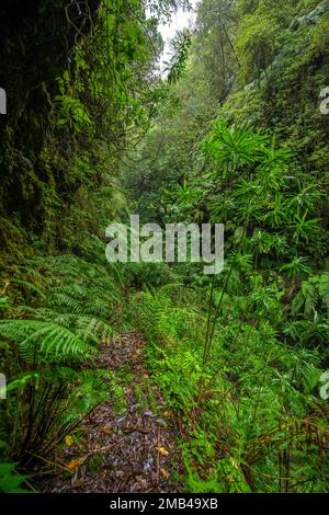 Sentiero stretto, in una foresta densamente coltivata con felci, Levada do Caldeirao Verde, Parque Florestal das Queimadas, Madeira, Portogallo Foto Stock