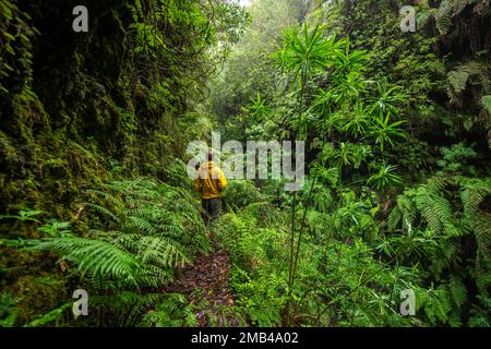 Escursionisti su uno stretto sentiero, in una foresta densamente coltivata con felci, Levada do Caldeirao Verde, Parque Florestal das Queimadas, Madeira, Portogallo Foto Stock