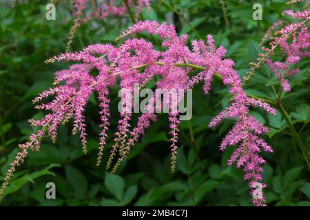 Struzzo Plume fiori (Astilbe thunbergii) in estate, Quebec, Canada Foto Stock