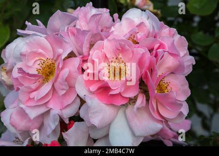 Grande rosa di arrampicata fiorita (Rosa) Clair Matin in estate, Quebec, Canada Foto Stock