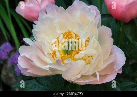 Peonia di Corallo hawaiano rosa (Paeonia) in primavera, Quebec, Canada Foto Stock