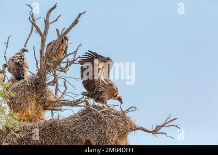 Avvoltoio dal fondo bianco che sparge ali sul nido nel parco di Kgalagadi, Sud Africa; specie Gyps africanus famiglia di Accipitridae Foto Stock