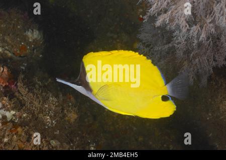 Pesce farfalla a naso lungo giallo (Forciger flavissimus) . Aliwal Shoal Dive Site, Umkomaas, KwaZulu Natal, Sudafrica Foto Stock