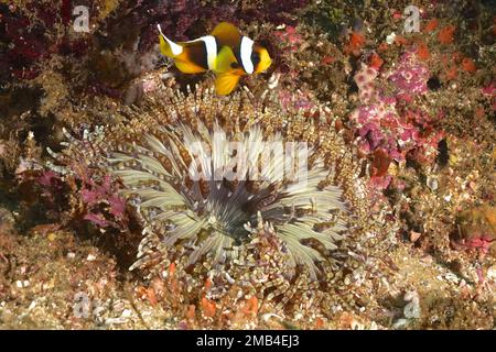 Anemone perlato (Heteractis aurora) con pesce pagliaccio giovanile (Amphiprion allardi) . Aliwal Shoal Dive Site, Umkomaas, KwaZulu Natal, Sud Foto Stock