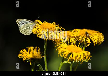Farfalla del cavolo (Pieris brassicae) e sorvola (Syrphidae) su teleost grande (Telekia speciosa), Assia, Germania Foto Stock