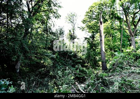 Danni da tempesta, alberi caduti, alberi sradicati, rami caduti, vento, tempesta, grandine, pioggia, tempesta, natura, Wang, Bruckberg, Moosburg an der Isar, Freising Foto Stock