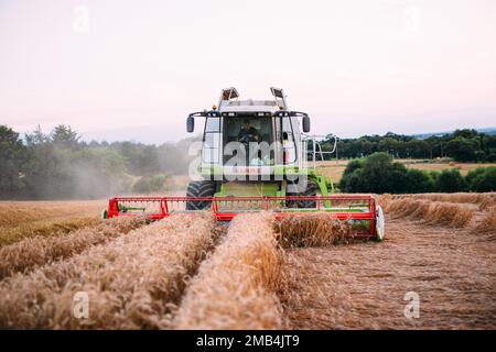 Claas 540 Lexion mietitrebbia grano raccolto Foto Stock