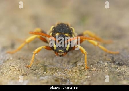 Vista dettagliata del viso da vicino di Gooden's Nomad Bee, Nomada goodeniana, fauna selvatica, insetto, cricket, francia, grasshopper, macro, natura, acrididae, gar Foto Stock
