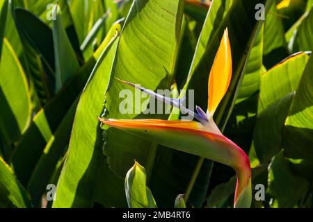 Fiore della gru fiorente, uccello del paradiso (Strelitzia reginae). Foto Stock