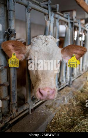 Una mucca da latte si trova in un fienile a Eitting, in Baviera, in Germania Foto Stock