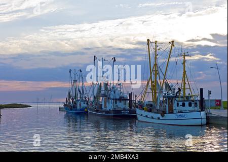 Wremertief nel distretto di Cuxhaven granchio taglierina nel porto Germania Europa Foto Stock