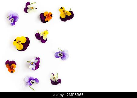 Composizione floreale primaverile o estiva con pansy su sfondo bianco. Giacitura piatta, spazio di copia. Concetto di fiore commestibile. Foto Stock