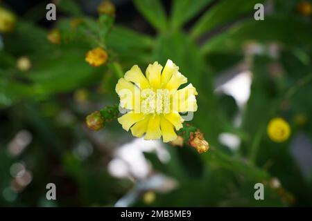 Cactus fiorente. Fiore giallo di un cactus fiorente su fondo di pianta sfocata. Messa a fuoco selezionata. Foto di alta qualità Foto Stock