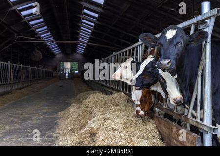 Giovenca all'interno in fienile mangiare fieno, paglia in una stalla, gruppo di giovani mucche sul lato destro della stalla Foto Stock