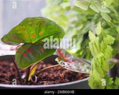 Primo piano della foglia verde e rossa di Caladio 'Poison Dart Frog' accanto ad altre piante da interno Foto Stock