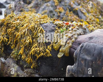 Primo piano di racko cannello (Pelvetia canaliculata) e racko vescica (Fucus vesiculosus) su una roccia su una spiaggia in Scozia Foto Stock