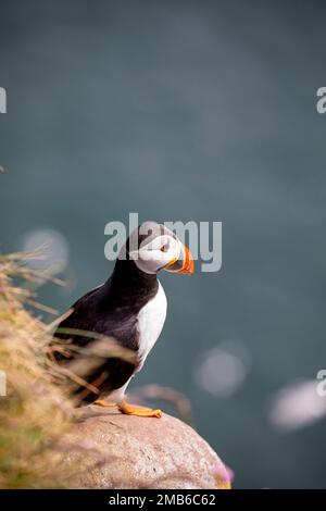 Puffins, RSPB Fowlsheugh, Aberdeenshire, Scozia Foto Stock