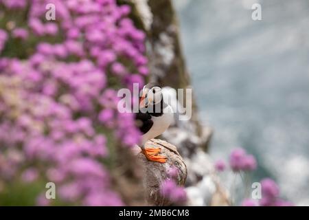 Puffins, RSPB Fowlsheugh, Aberdeenshire, Scozia Foto Stock