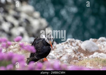 Puffins, RSPB Fowlsheugh, Aberdeenshire, Scozia Foto Stock