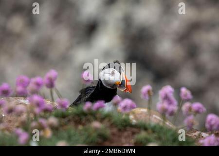 Puffins, RSPB Fowlsheugh, Aberdeenshire, Scozia Foto Stock