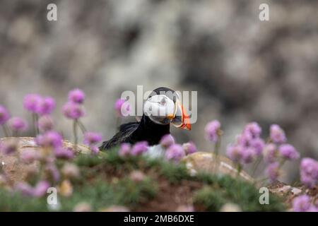 Puffins, RSPB Fowlsheugh, Aberdeenshire, Scozia Foto Stock
