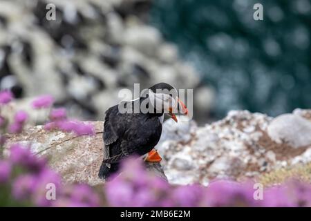 Puffins, RSPB Fowlsheugh, Aberdeenshire, Scozia Foto Stock