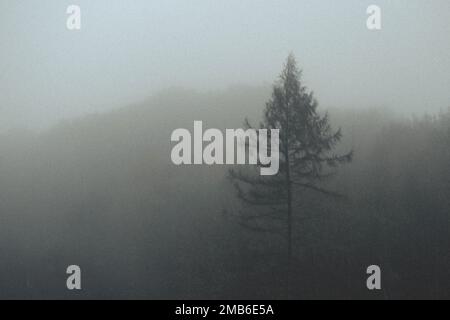Una vista panoramica di un albero solitario sul pendio di una collina visibile attraverso la nebbia Foto Stock