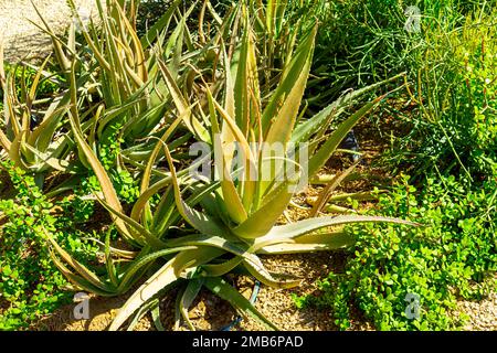 la pianta ornamentale aloe cresce nel terreno Foto Stock