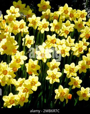 Narciso selvatico o giglio di Quaresima (Narciso pseudonarciso) al parco divertimenti Liseberg, Gothenburg, Svezia. Foto Stock