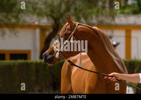 Ritratto facciale di un puro stallone di cavallo arabo castagno spagnolo che guarda indietro in una competizione Foto Stock