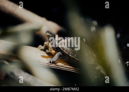 Northumberland UK: 6th Giugno 2022: Northumberland Zoo False Map Turtle, Graptemys pseudogeographica Foto Stock