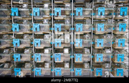 Amburgo, Germania. 20th Jan, 2023. Nuove gabbie per l'allevamento di topi con gabbie ventilate singolarmente (IVC) sono visibili in un locale di laboratorio del nuovo edificio per la ricerca dell'allevamento di animali presso l'University Medical Center Hamburg-Eppendorf (UKE) durante una visita alla stampa. Dopo più di tre anni di costruzione, l'UKE ha aperto un nuovo edificio per la sua ricerca zootecnica. Secondo l'UKE, circa 12.000 animali da laboratorio possono essere tenuti lì. Credit: Christian Charisius/dpa/Alamy Live News Foto Stock