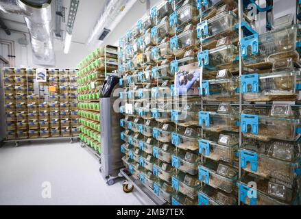 Amburgo, Germania. 20th Jan, 2023. Nuove gabbie per l'allevamento di topi con gabbie ventilate singolarmente (IVC) sono visibili in un locale di laboratorio del nuovo edificio per la ricerca dell'allevamento di animali presso l'University Medical Center Hamburg-Eppendorf (UKE) durante una visita alla stampa. Dopo più di tre anni di costruzione, l'UKE ha aperto un nuovo edificio per la sua ricerca zootecnica. Secondo l'UKE, circa 12.000 animali da laboratorio possono essere tenuti lì. Credit: Christian Charisius/dpa/Alamy Live News Foto Stock