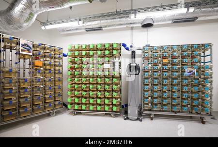 Amburgo, Germania. 20th Jan, 2023. Nuove gabbie per l'allevamento di topi con gabbie ventilate singolarmente (IVC) sono visibili in un locale di laboratorio del nuovo edificio per la ricerca dell'allevamento di animali presso l'University Medical Center Hamburg-Eppendorf (UKE) durante una visita alla stampa. Dopo più di tre anni di costruzione, l'UKE ha aperto un nuovo edificio per la sua ricerca zootecnica. Secondo l'UKE, circa 12.000 animali da laboratorio possono essere tenuti lì. Credit: Christian Charisius/dpa/Alamy Live News Foto Stock