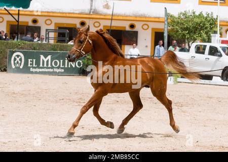 Bel trotto di stallone di castagno in uno spettacolo ippico nazionale arabo nella fiera ippica di Jerez dal 12 al 2022 maggio Foto Stock