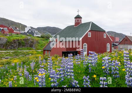 Chiesa dei Saviors con lupini blu a Qaqortoq, Groenlandia. Foto Stock