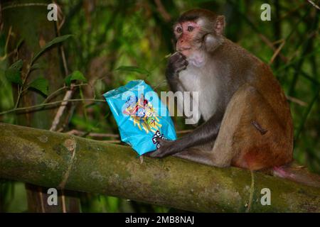 Scimmia mangiare patatine fritte nella foresta selvaggia in Bangladesh Foto Stock