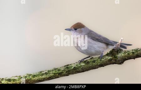 Un primo piano di una singola femmina Blackcap sedette su un ramo d'albero con uno sfondo liscio e pulito. con spazio di copia Foto Stock