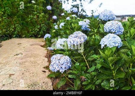 Campo di idrangea contro le serre e le piantagioni nella città di da Lat in Vietnam Foto Stock