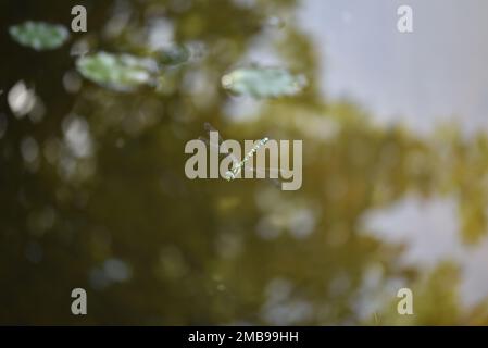 Male Southern Hawker (Aeshna cyanea) Flying Over a Pond verso Camera, con alberi e cielo riflessi in acqua, in un giorno di sole in Galles, Regno Unito nel mese di agosto Foto Stock