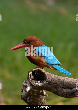 Martin pescatore a gola bianca (Halcyon smyrnensis) seduto su un persico Foto Stock