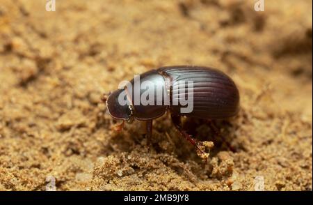 Scarabeo dung volante di notte, rufipes Acrossus sul terreno, foto macro Foto Stock