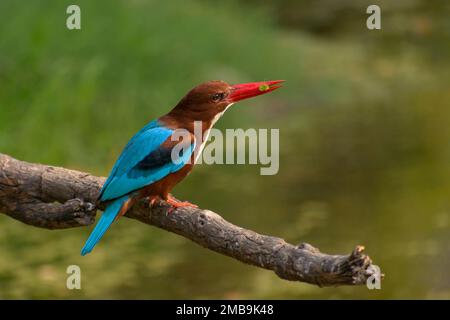 Martin pescatore dalla gola bianca (Halcyon smirrnensis) con prede Foto Stock
