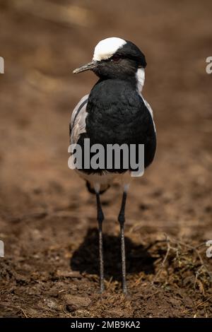 Il fabbro si alza girando la testa sotto il sole Foto Stock