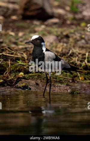 Il falco del fabbro si erge in acqua con luce di catchlight Foto Stock