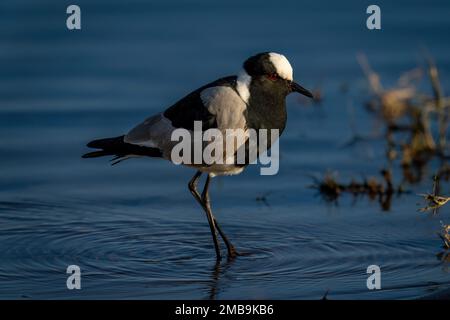 Lavapiatti fabbro con cavalletti in shallows Foto Stock