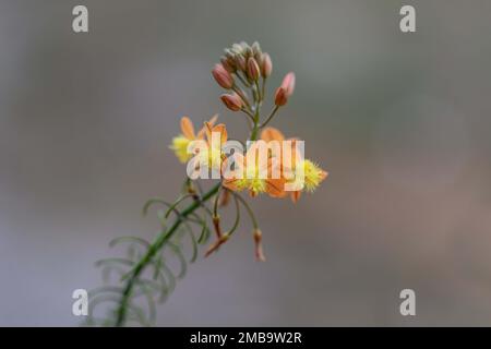 Fiori gialli di bulbine frutescens sullo sfondo sfocato Foto Stock